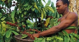 Cameroon’s coffee supply chain to be digitised and made EUDR compliant
