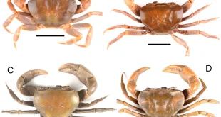 New Species of Freshwater Crabs Discovered in Cameroon