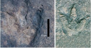 Dinosaur Tracks Connect Brazil and Cameroon: A Prehistoric Puzzle Across Continents