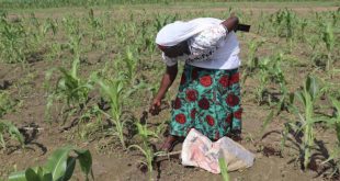 How the Zai farming technique is transforming soil fertility in North Cameroon